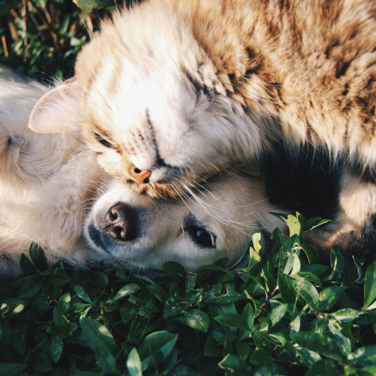 Un petit chien et un petit chat jouant dans l'herbe.