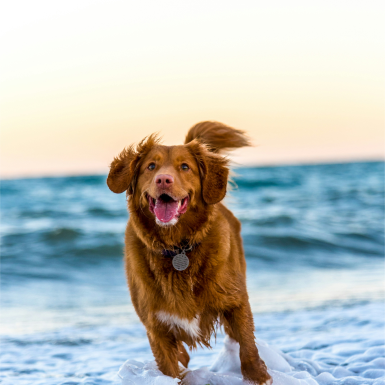 Un chien jouant et courant sur le sable au bord de la mer