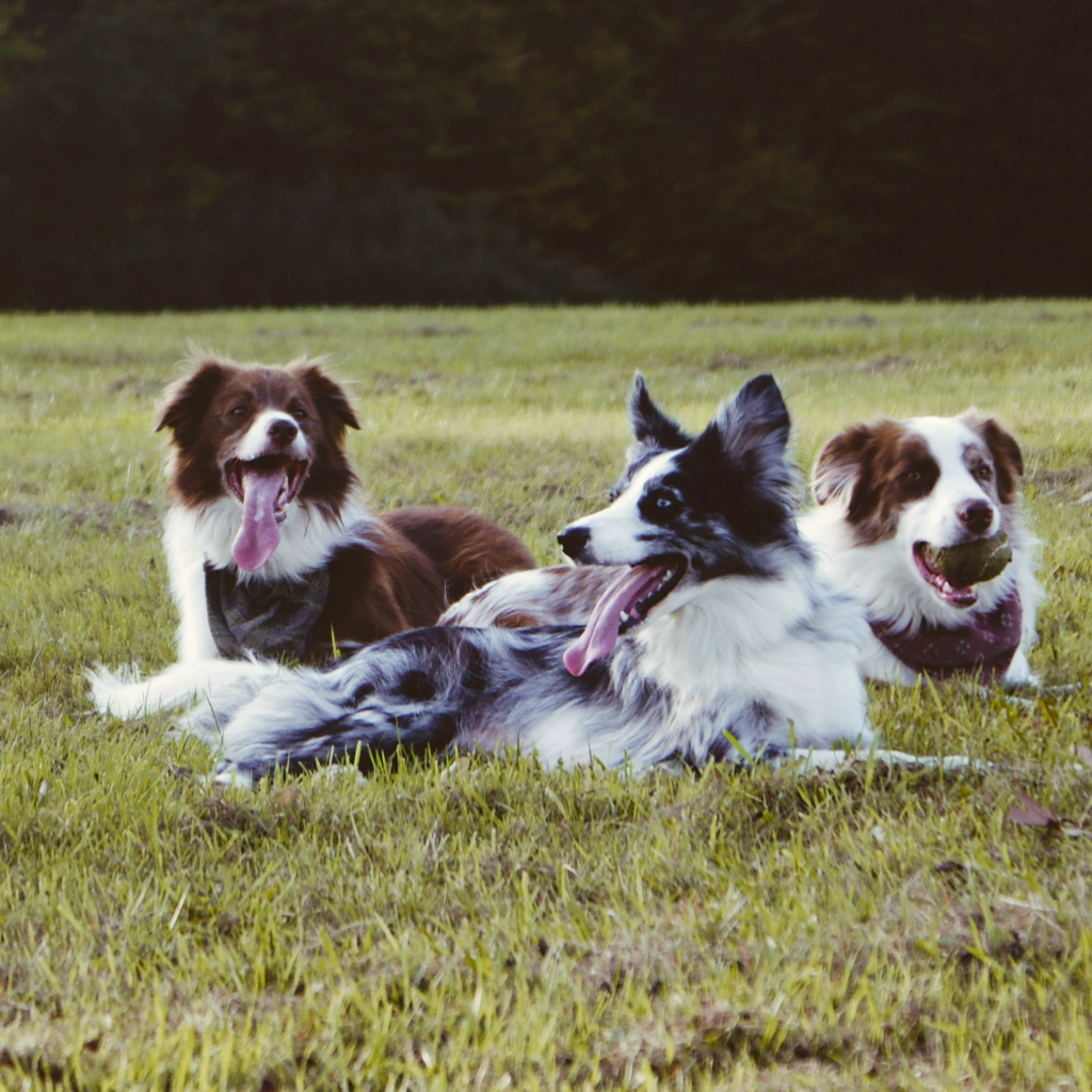 trois chiens allongés dans l'herbe